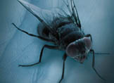 La mosca de la muerte, de Patricia Cornwell